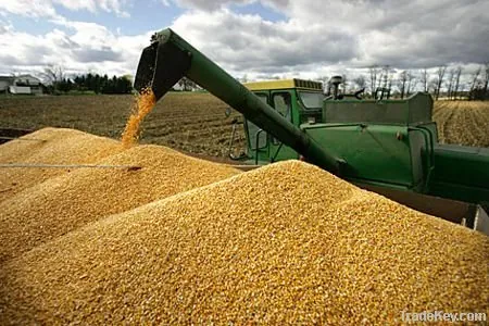 Divine Maize Corn Suppliers Uganda