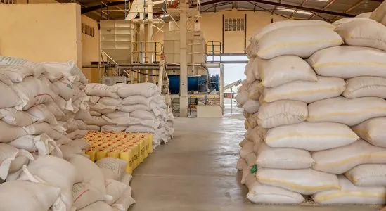 Divine Maize Corn Suppliers Uganda