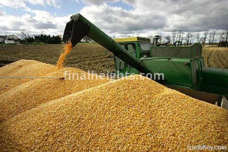 Divine Maize Corn Suppliers Uganda