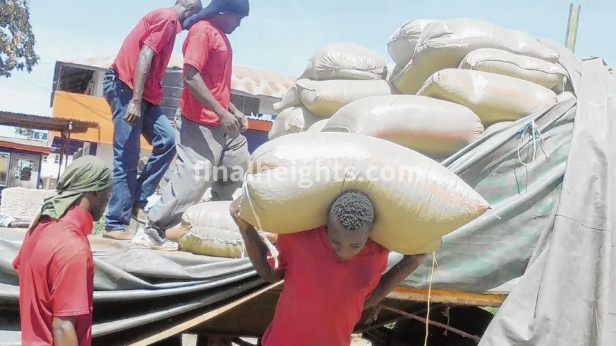 Divine Maize Corn Suppliers Uganda