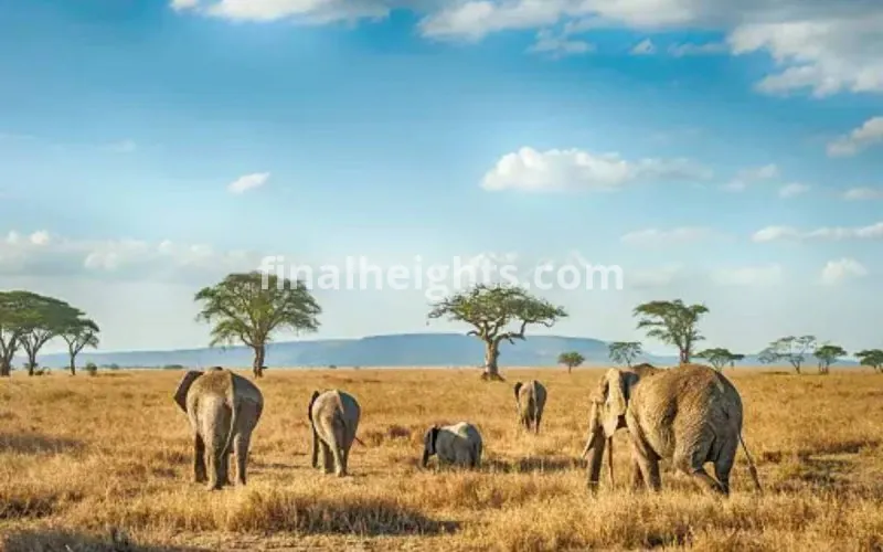 Nile Excursion Safaris | Best Gorilla Tracking Company in Uganda & Rwanda | Bird watching Uganda | Uganda Safaris