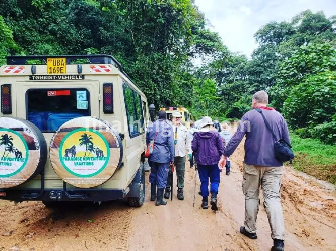 Paradise Adventure Vacations - Gorilla Trekking in Uganda