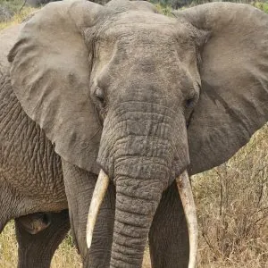 AGASARO SAFARIS-DMC BEST AFRICA SAFARIS| LUXURY GORRILA TREKKING UGANDA| PRIMATE TREKKING| UGANDASAFARIS| WILDLIFE ADVENTURES