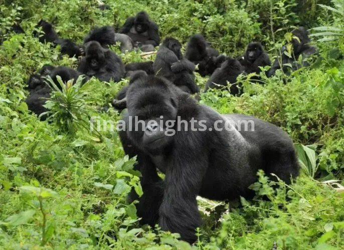 AGASARO SAFARIS-DMC BEST AFRICA SAFARIS| LUXURY GORRILA TREKKING UGANDA| PRIMATE TREKKING| UGANDASAFARIS| WILDLIFE ADVENTURES