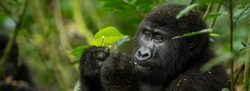 Aga Safaris | East African Safaris