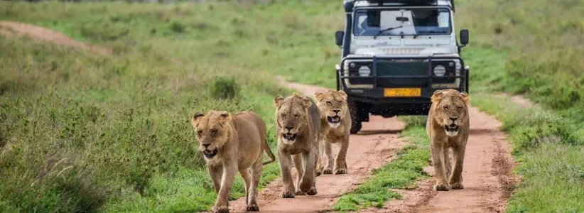 Aga Safaris | East African Safaris