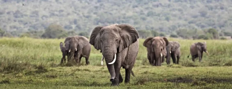 Aga Safaris | East African Safaris 3