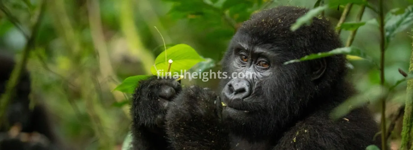 Aga Safaris | East African Safaris