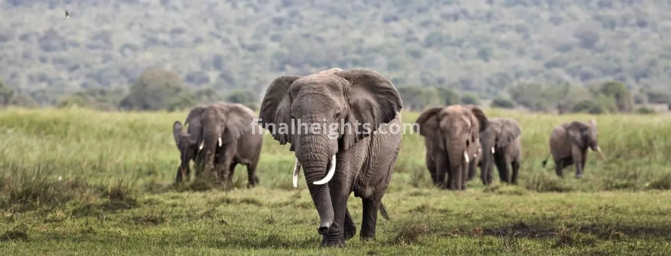 Aga Safaris | East African Safaris
