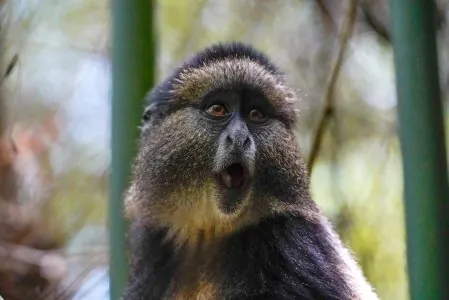 Tour De Gorilas Africano