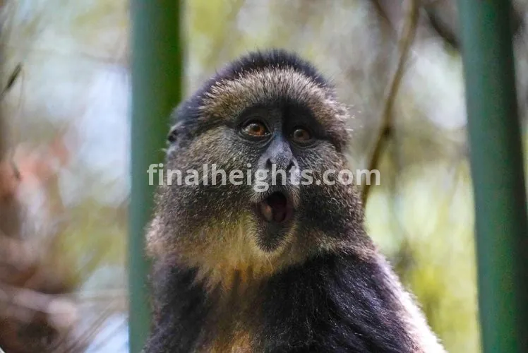 Tour De Gorilas Africano