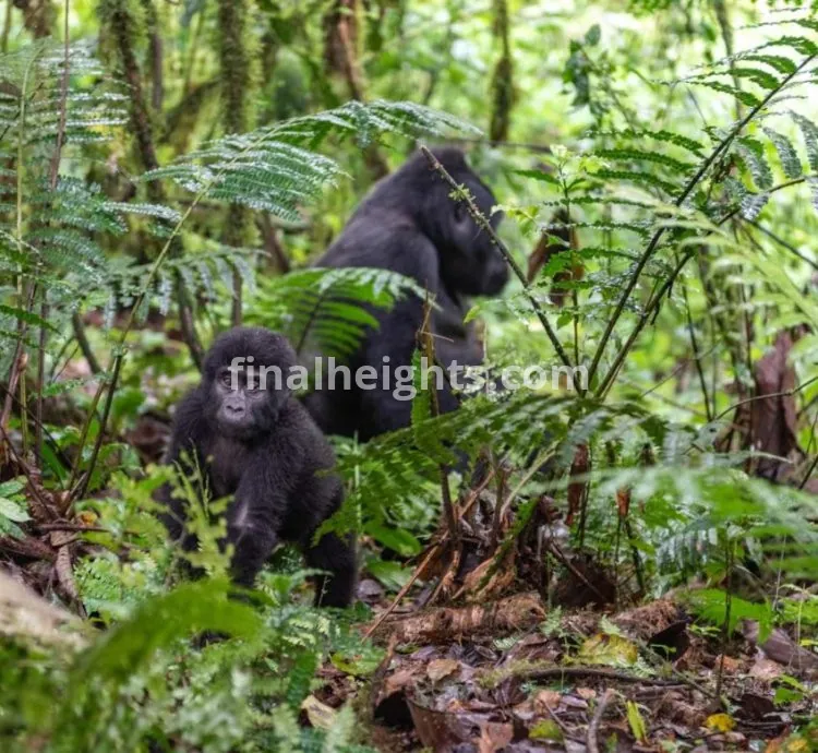 Jewel Gorilla Safaris