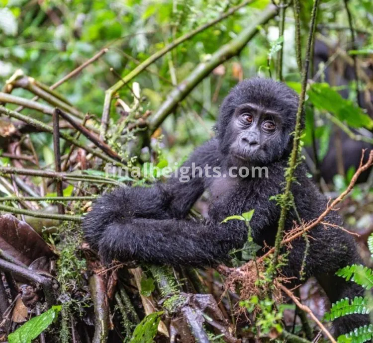 Jewel Gorilla Safaris