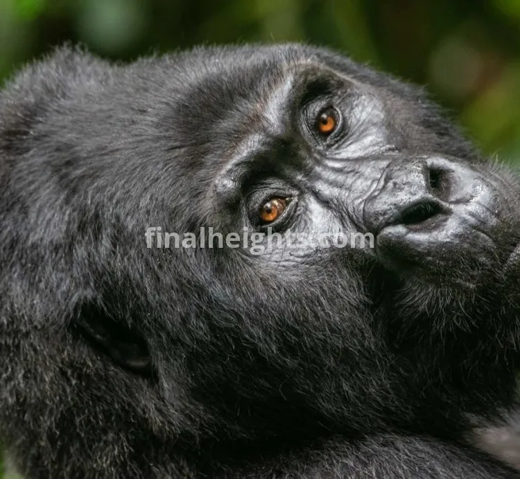 Jewel Gorilla Safaris