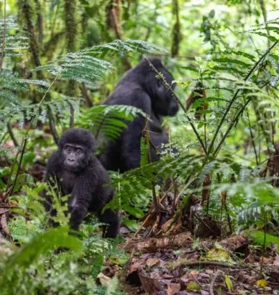 Jewel Gorilla Safaris