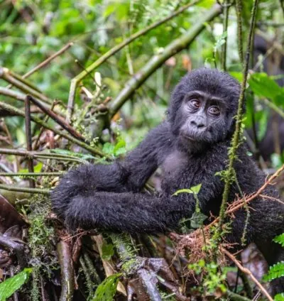 Jewel Gorilla Safaris
