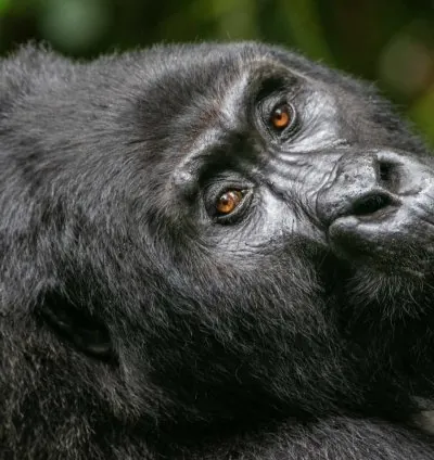 Jewel Gorilla Safaris 3