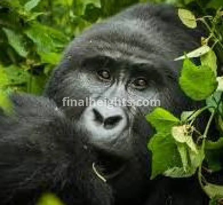 cheap Gorilla Trekking Uganda