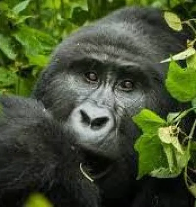 cheap Gorilla Trekking Uganda