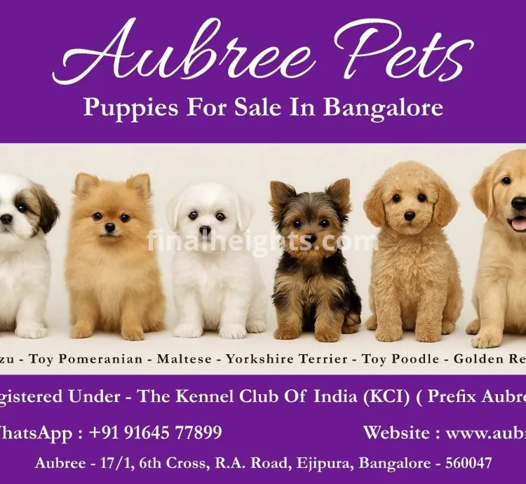 Premium Puppies for Sale in Bangalore | Aubree.co.in