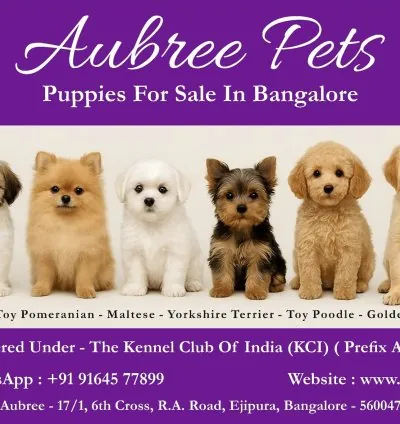 Premium Puppies for Sale in Bangalore | Aubree.co.in