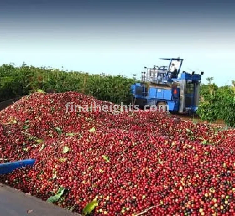 coffee beans ready for export +27719755564