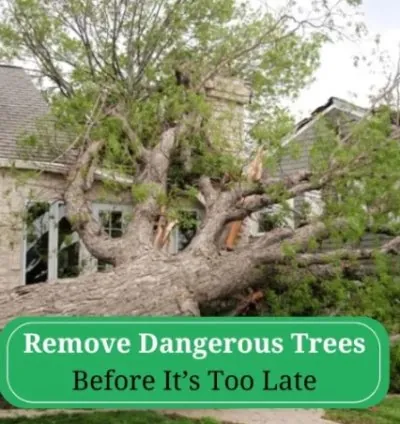 The Treeminator LLC
