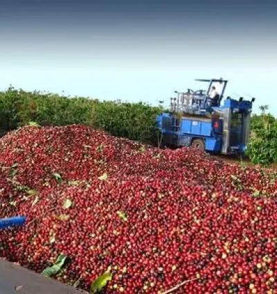 coffee beans ready for export +27719755564 3