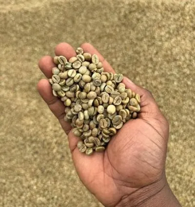 coffee beans ready for export +27719755564