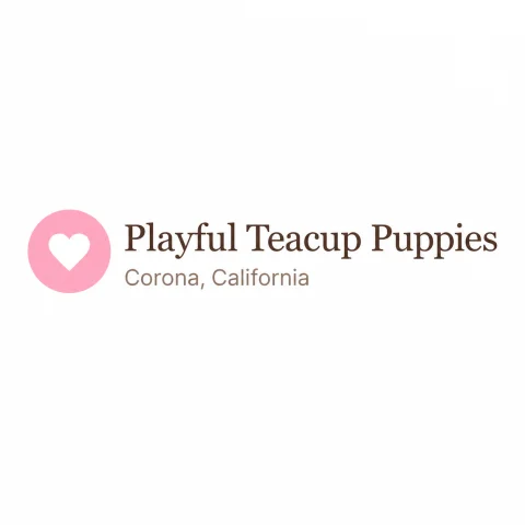 Playful Teacup Yorkshire Puppies