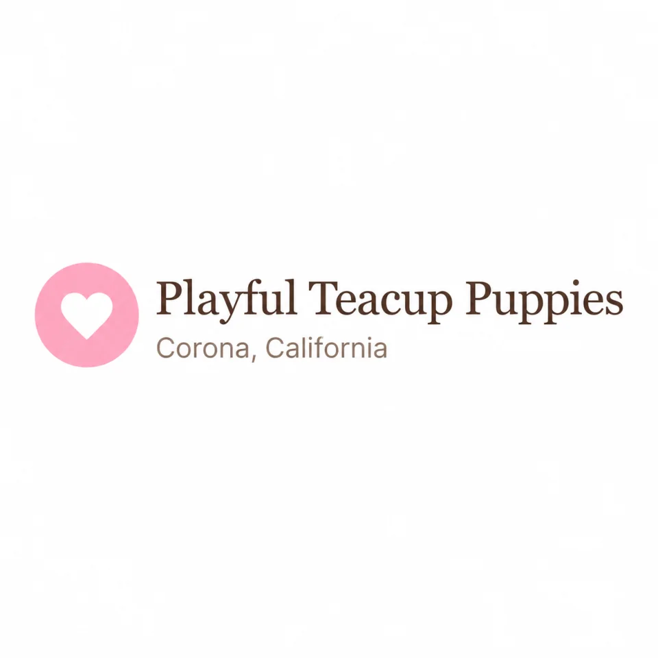 Playful Teacup Yorkshire Puppies