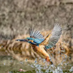 Kingfisher