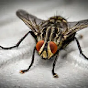 Apna Pest